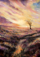 Landscapes & Flowers
