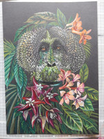Wild Man of the Bornean Rainforest (orangutan)