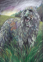 Willow the Wolfhound