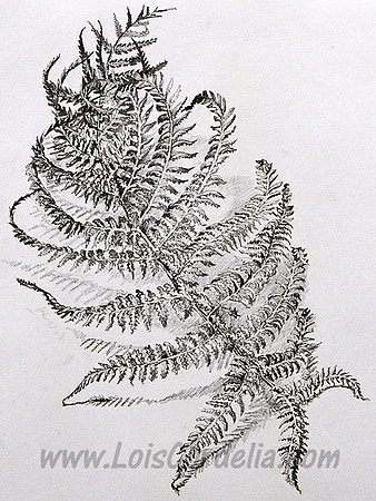 Fern Frond