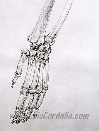 Hand of Gorilla Skeleton