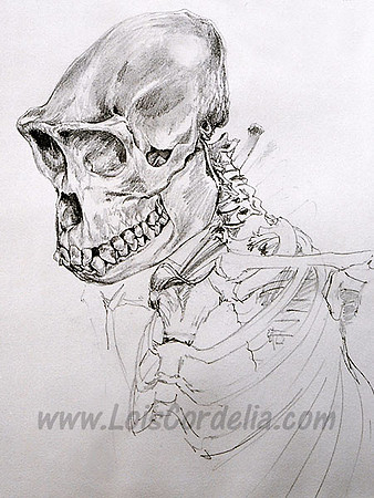 Gorilla Skull