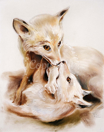 Playfighting Fox-cubs