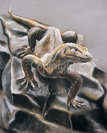Komodo Dragon